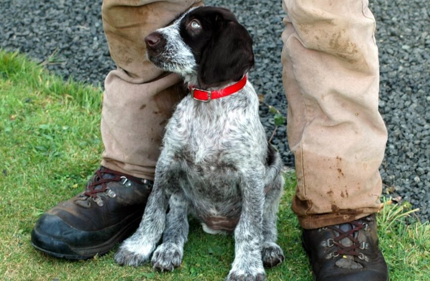 A dog sits at his master's feet.