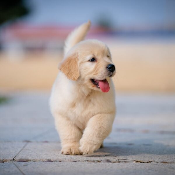 A growing puppy enjoys outdoor discovery.