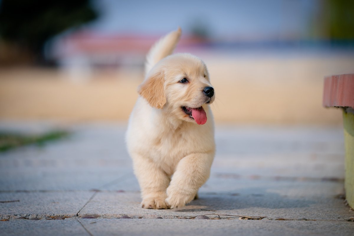 A growing puppy enjoys outdoor discovery.