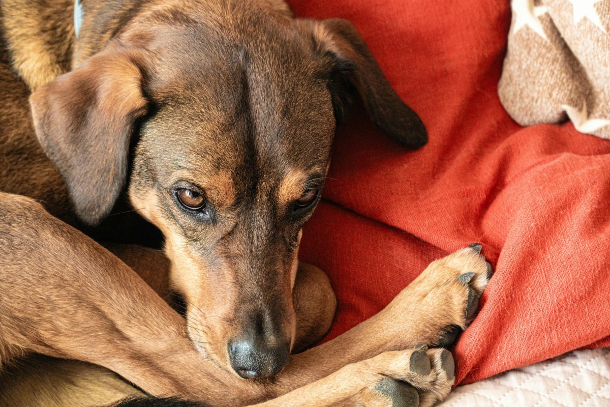 A new pet may hide or appear withdrawn as they adjust to unfamiliar surroundings during the first days in a new home.