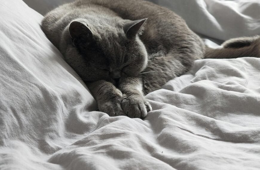 A gray cat sleeping in owner's bed.