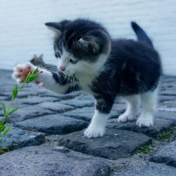 A kitten adjusts to new home and surroundings.