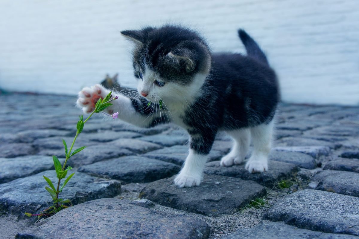 A kitten adjusts to new home and surroundings.