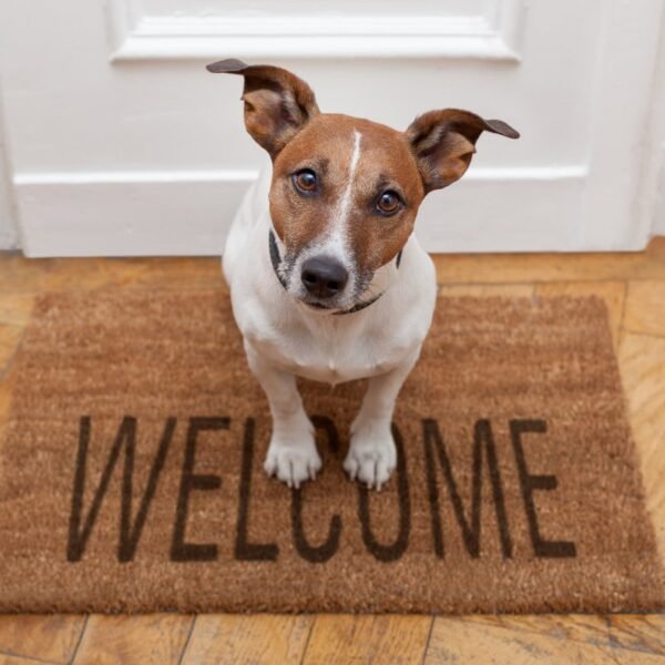 New pet puppy is welcomed to its new home.
