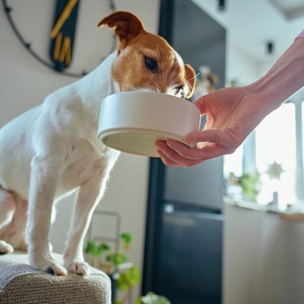 New pet owner feeds puppy from dog bowl.