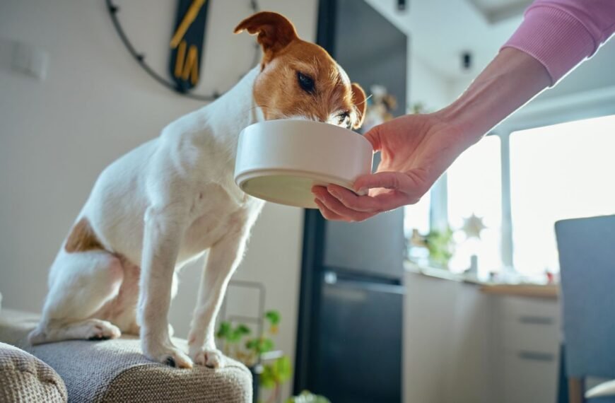 New pet owner feeds puppy from dog bowl.