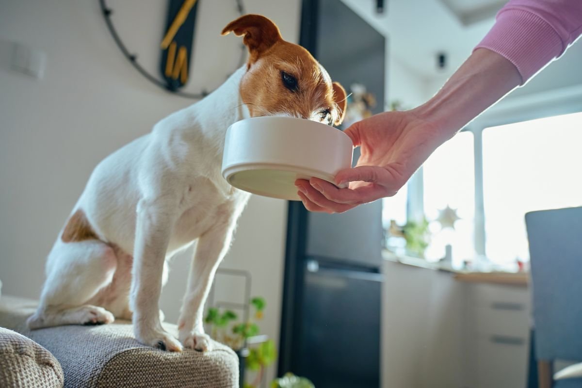 New pet owner feeds puppy from dog bowl.
