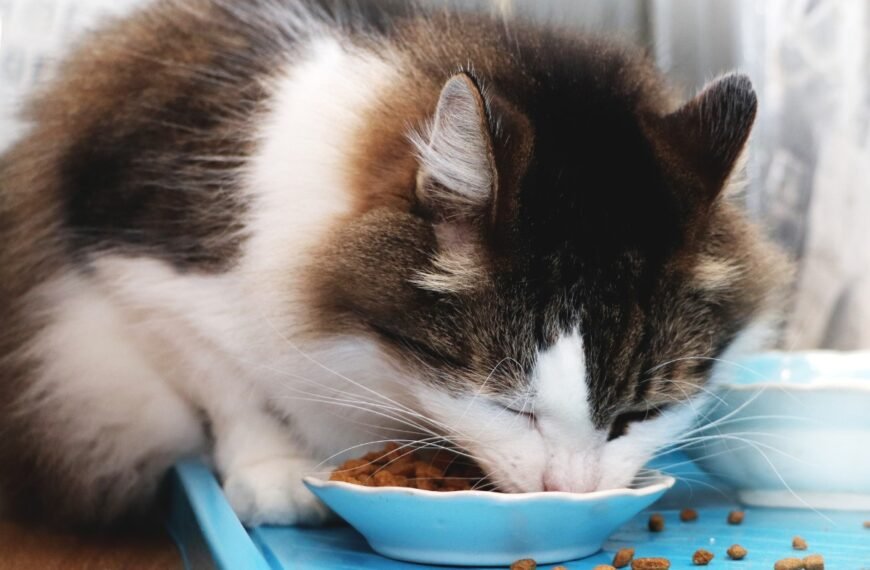 Norwegian cat eating dry food.