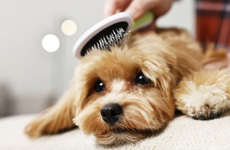 Pet puppy being groomed with a dog brush.