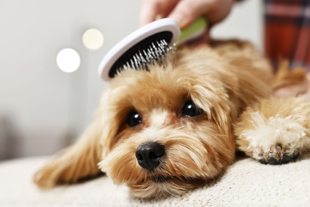 Pet puppy being groomed with a dog brush.