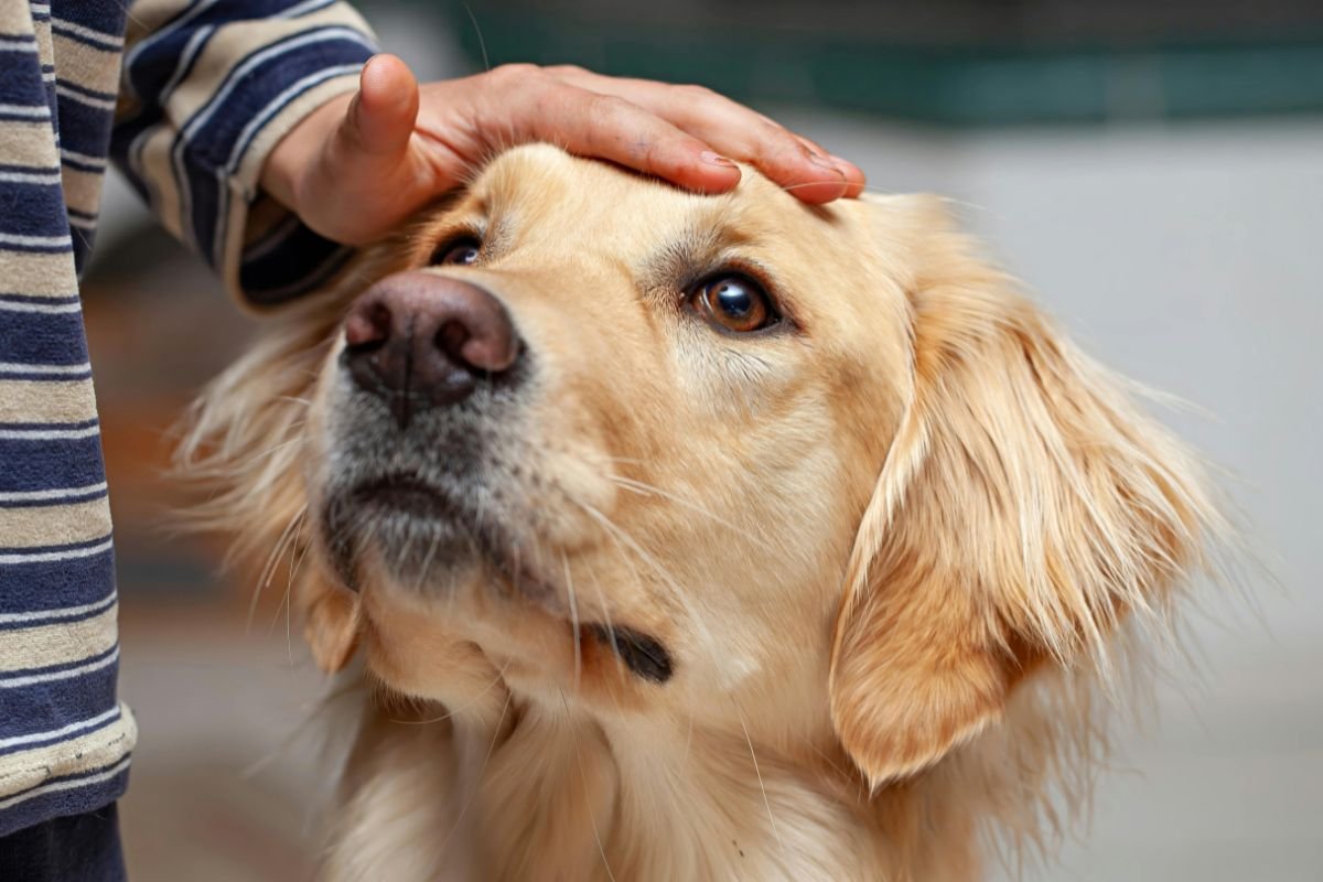 New pet owner calms her anxious dog.
