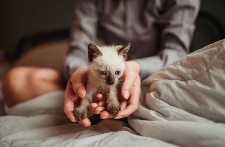 New pet owner holds sad kitten.