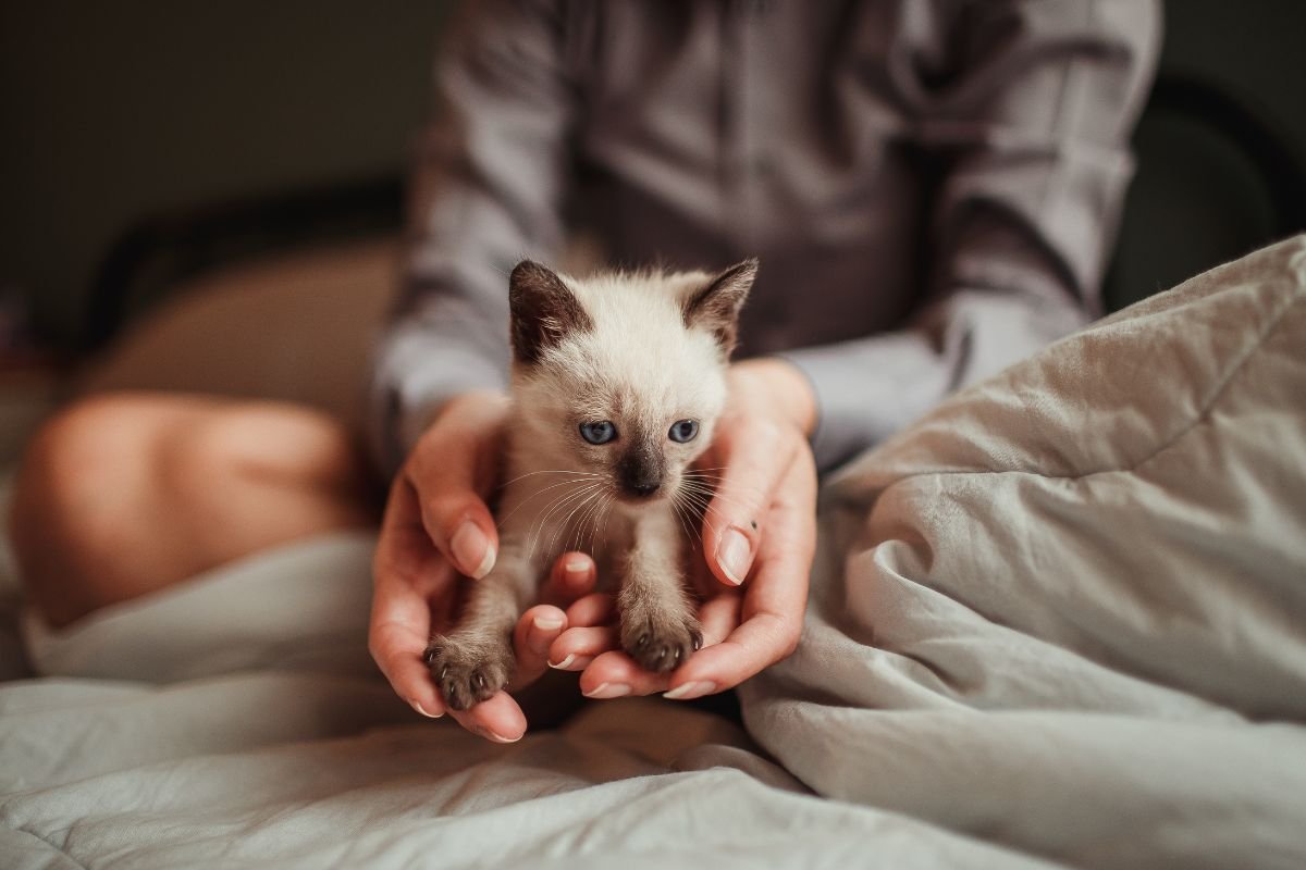 New pet owner holds sad kitten.