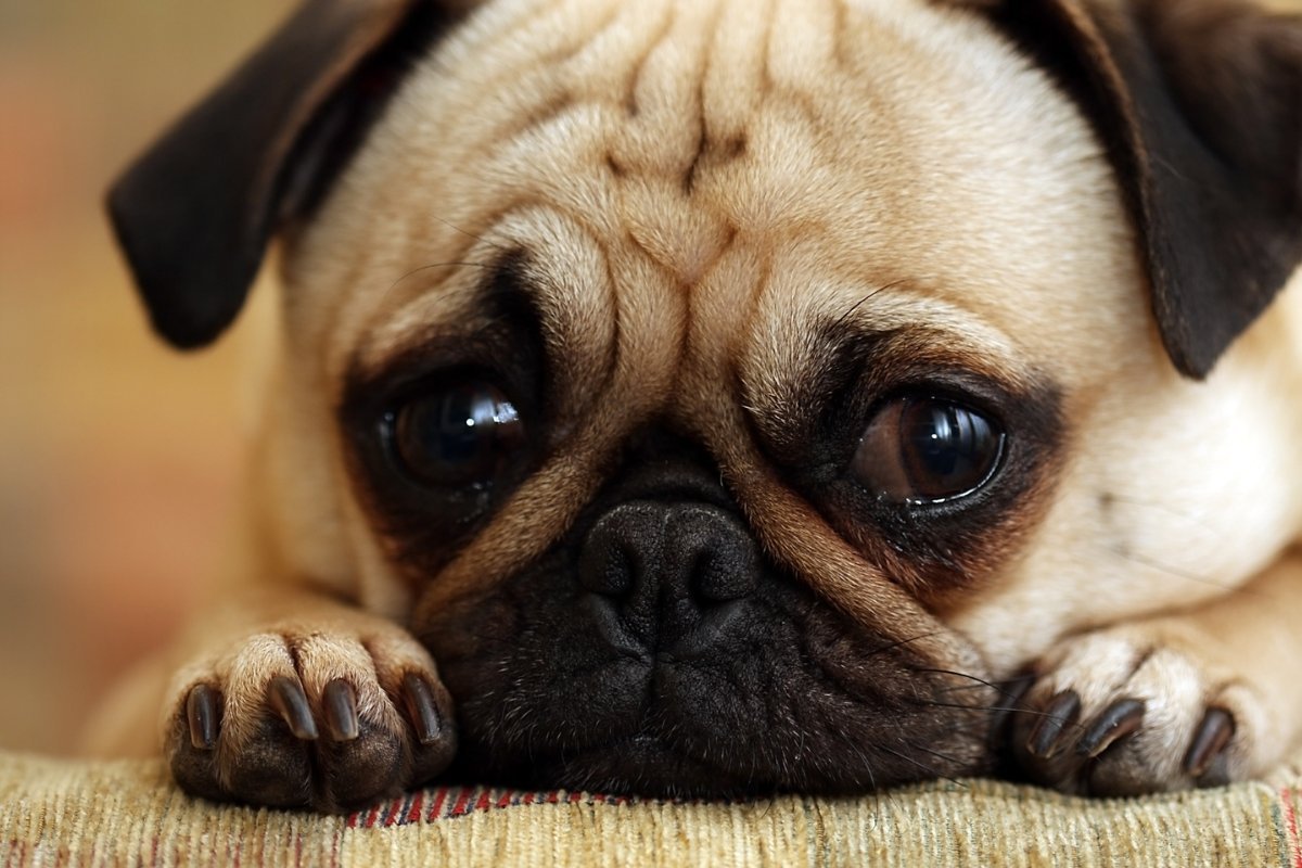 A sad pug puppy.