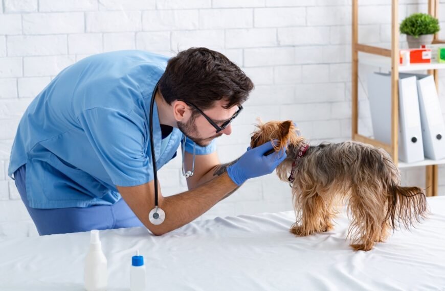 Professional veterinarian performing puppy's checkup in animal clinic.