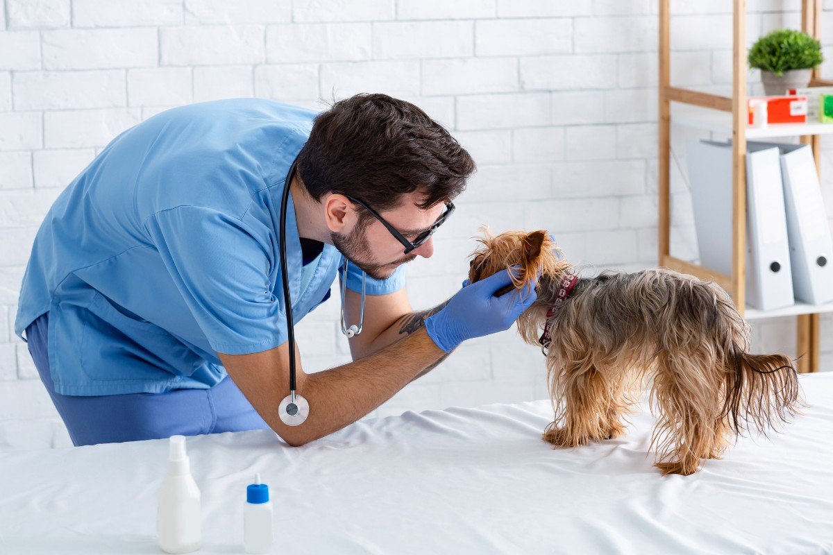 Professional veterinarian performing puppy's checkup in animal clinic.